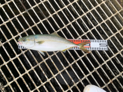 太刀魚＆ハマチ