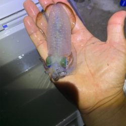 アジ、ハギ大量!イカ丸見え!