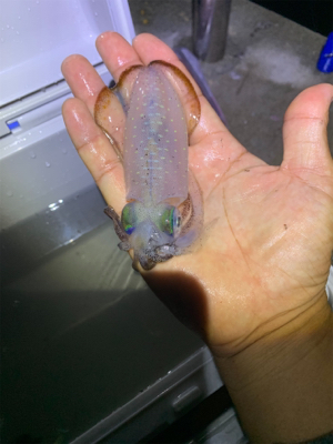 アジ、ハギ大量!イカ丸見え!