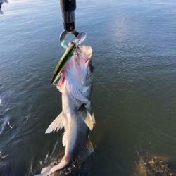 シーバスデイゲーム!