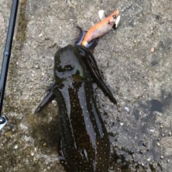 生口島エギング