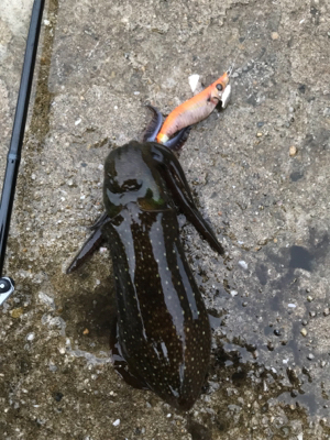 生口島エギング