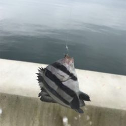 生イキくん最強!