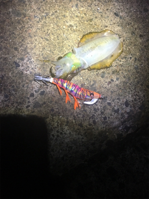 アオリちゃんとの駆け引き