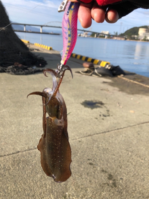 エギングリベンジ