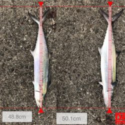 強風のなか強行（笑）