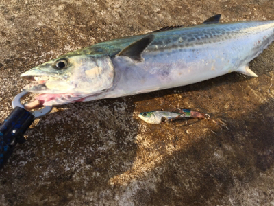 魚より人が多い