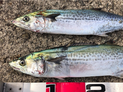 美味しいサゴシゲット^_^♪