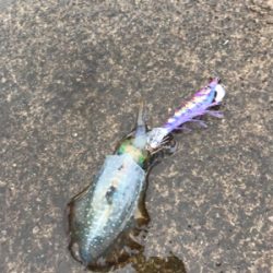 エギング台風前に