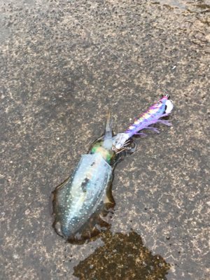 エギング台風前に