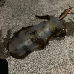 2時間だけエギング