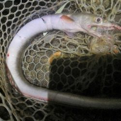 ワインドで鱧ゲット