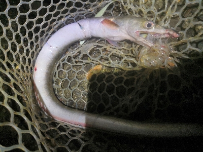 ワインドで鱧ゲット