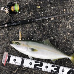 神戸湾奥　ハマチツバスハマチ