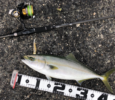 神戸湾奥　ハマチツバスハマチ