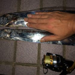 タチウオフィーバー