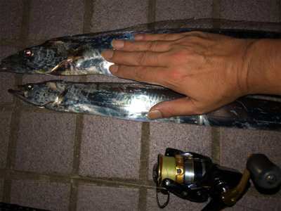 タチウオフィーバー