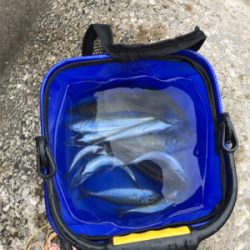 アジ ガシラ ベラ