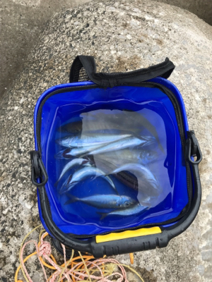 アジ ガシラ ベラ