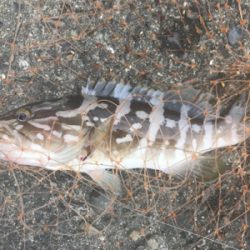 和歌山で紀州釣り