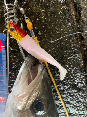 回遊シーバス ゲット