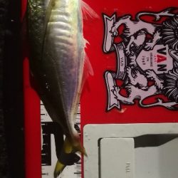 アジング練習23