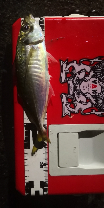 アジング練習23