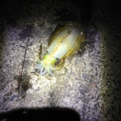 餌の力はすごい