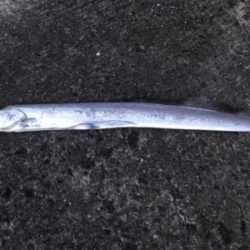 シブかったけどなんとか！