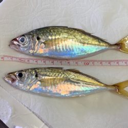 アジ・リベンジ。