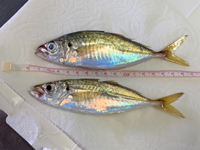 アジ・リベンジ。