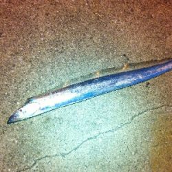 シーズン初タチ