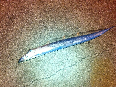 シーズン初タチ