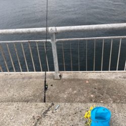 芦屋でも良型！