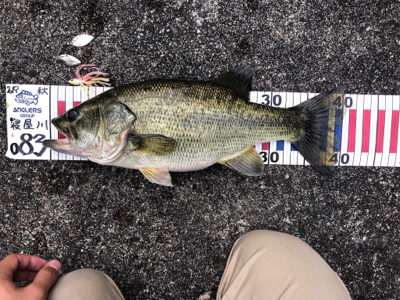 スピナーベイトで秋の爆釣祭り！