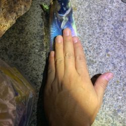 今季初タチウオ