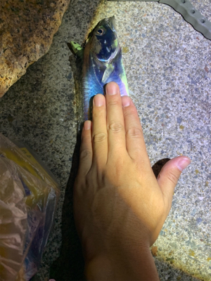 今季初タチウオ