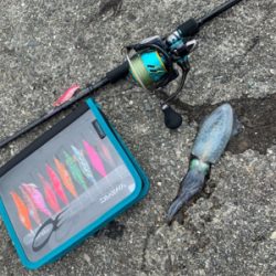 台風後のアオリイカは…