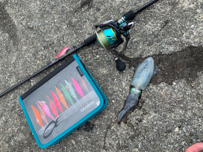 台風後のアオリイカは…