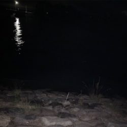 シャローエリア 水深約80cmでシーバス (フラペンs65)