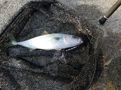 青物釣れてます