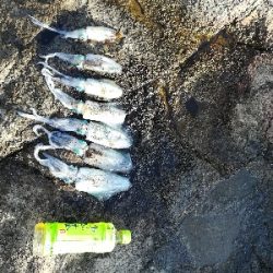 第二回アオリイカ調査