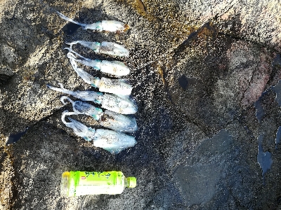 第二回アオリイカ調査