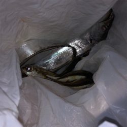 久々の神戸釣果！