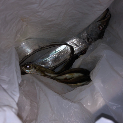 久々の神戸釣果！