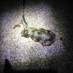 エギングでリベンジ