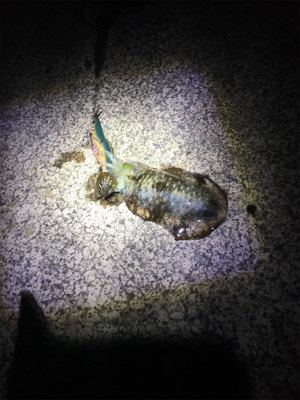 エギングでリベンジ