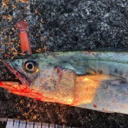 ハマチが釣りたくて…