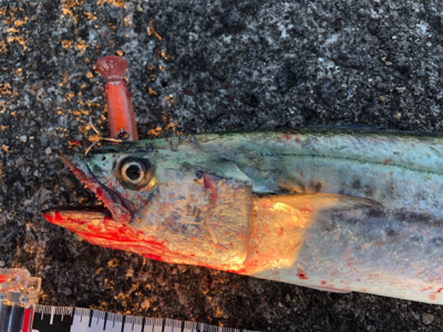 ハマチが釣りたくて…