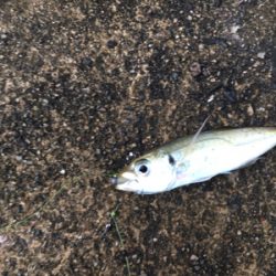 アジングからのエギング